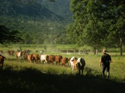 Cattle Farming