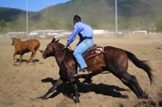 And what about some campdrafting for the brave?