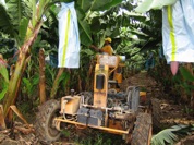 Banana + Sugarcane farming