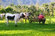 Sheer Harmony