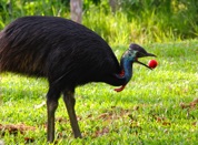 with the Prince of the Cassowary Coast!